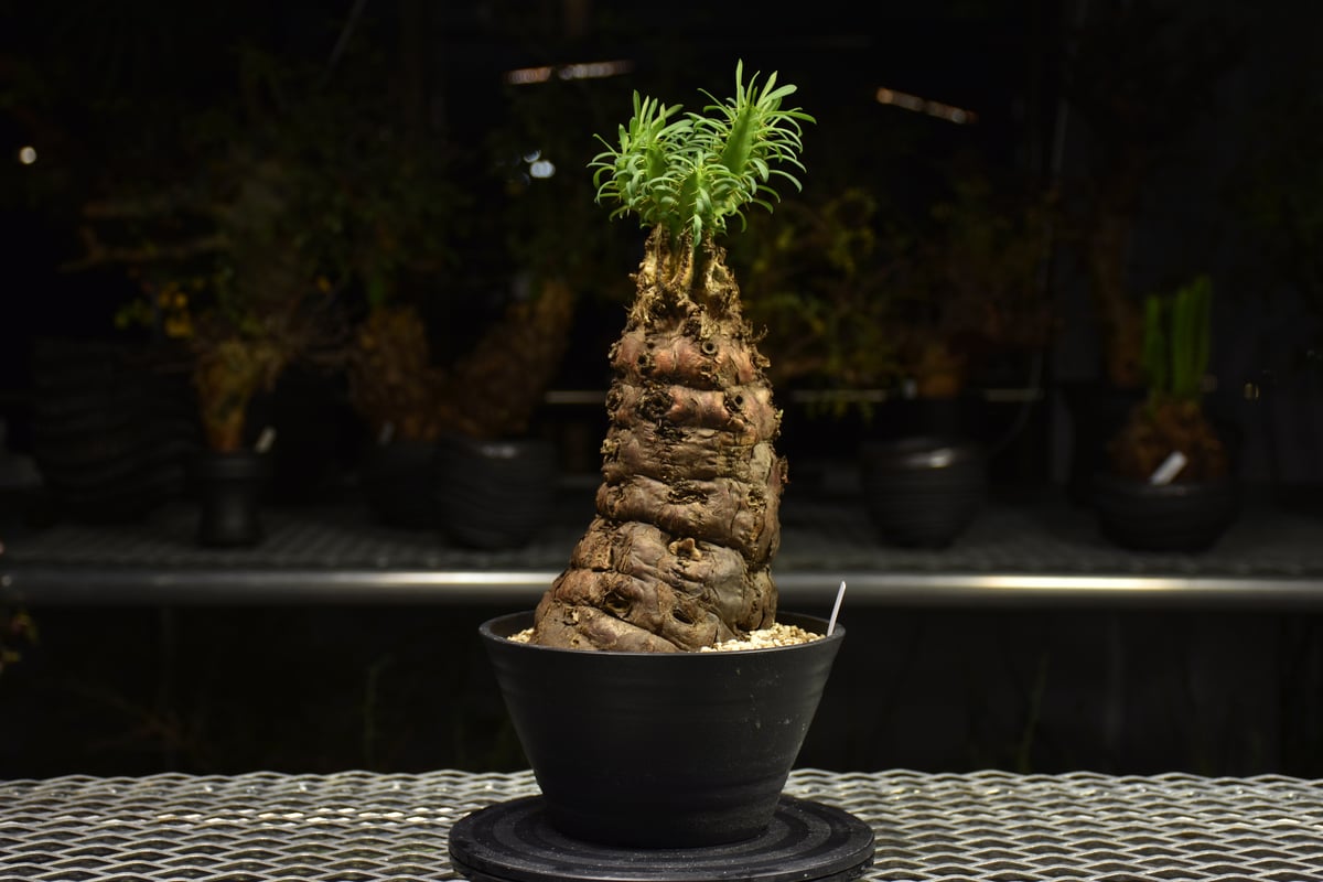 Euphorbia mlanjeana ユーフォルビア ムランジーナ 発根済現地株 H4 |