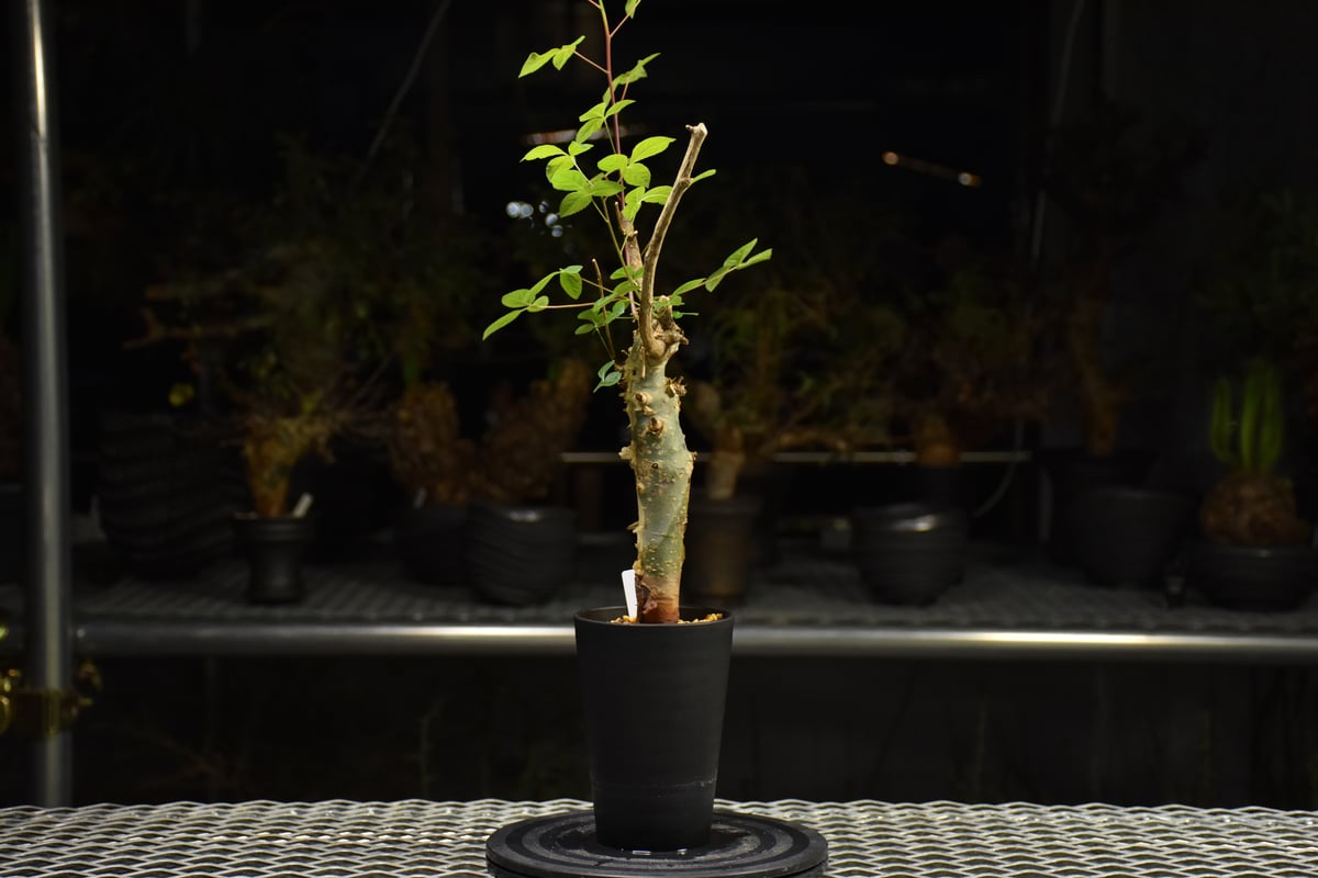 Commiphora holtziana コミフォラ ホルトジアナ 発根済現地株 H31 |
