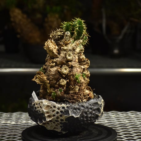 Euphorbia mlanjeana　ユーフォルビア ムランジーナ 発根済現地株 I79