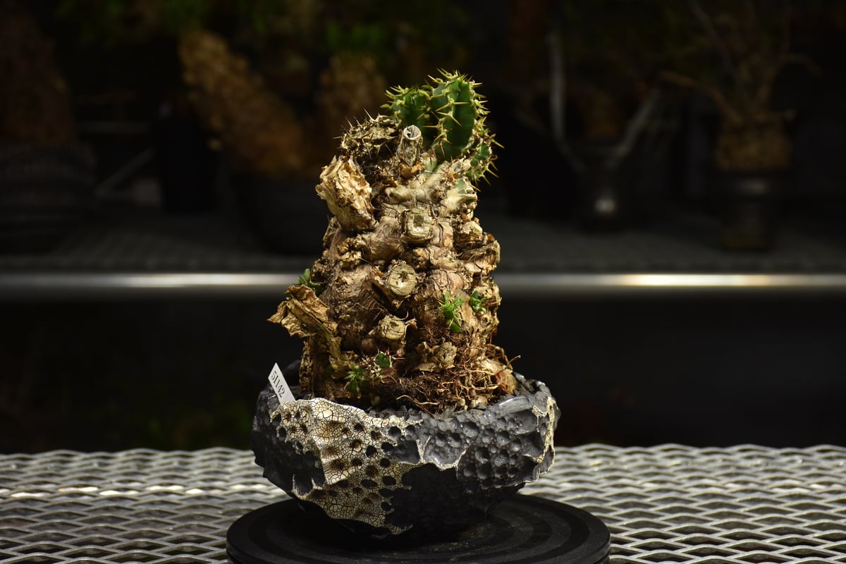 発根済み　ユーフォルビア　ムランジーナ Euphorbia mlanjeana ユーフォルビア ムランジーナ 発根済現地株 I79 |
