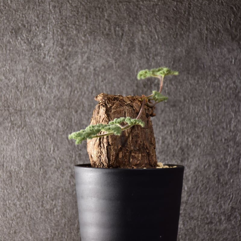 Pelargonium triste ペラルゴニウム トリステ 発根済現地株 #1 | BONDEX