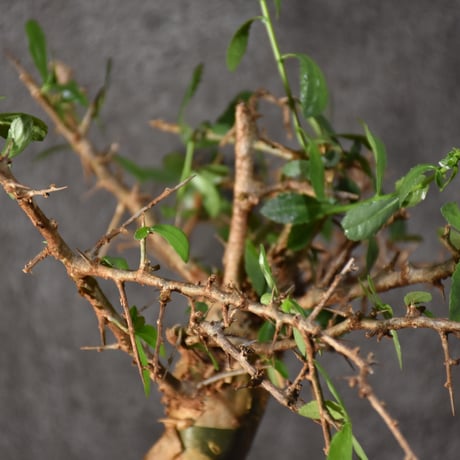 Commiphora habessinica コミフォラ ハベシニカ 発根済現地株 #6