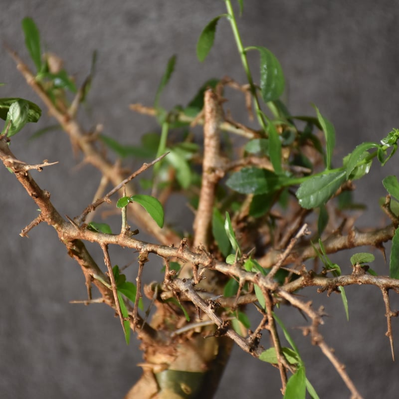Commiphora habessinica コミフォラ ハベシニカ 発根済現地株 #6