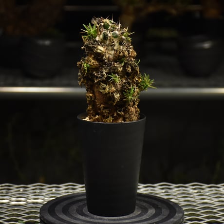 Euphorbia mlanjeana　ユーフォルビア ムランジーナ 発根済現地株 I35