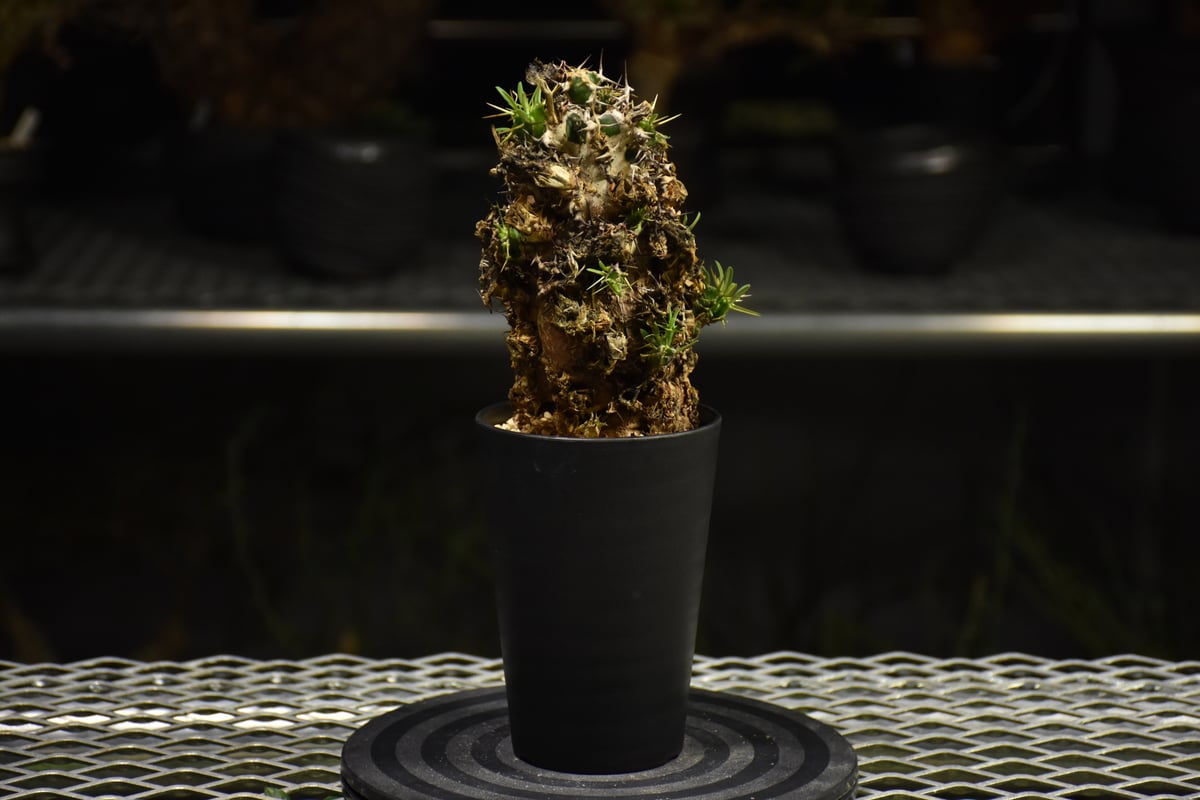 ユーフォルビア　ムランジーナ　手乗りサイズ。 Euphorbia mlanjeana ユーフォルビア ムランジーナ 発根済現地株