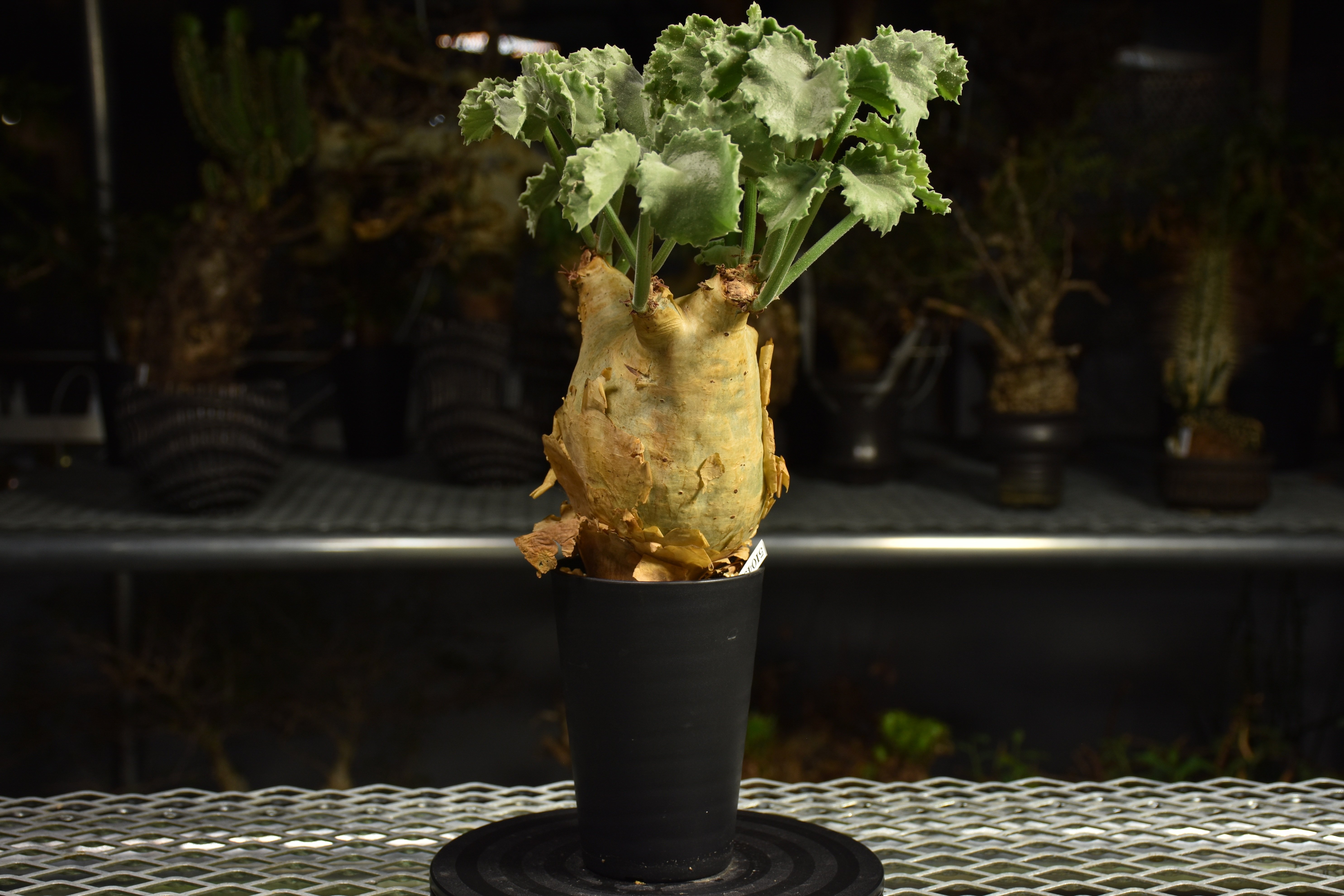 Cyphostemma uter var. macropus キフォステンマ ウター マクロプ