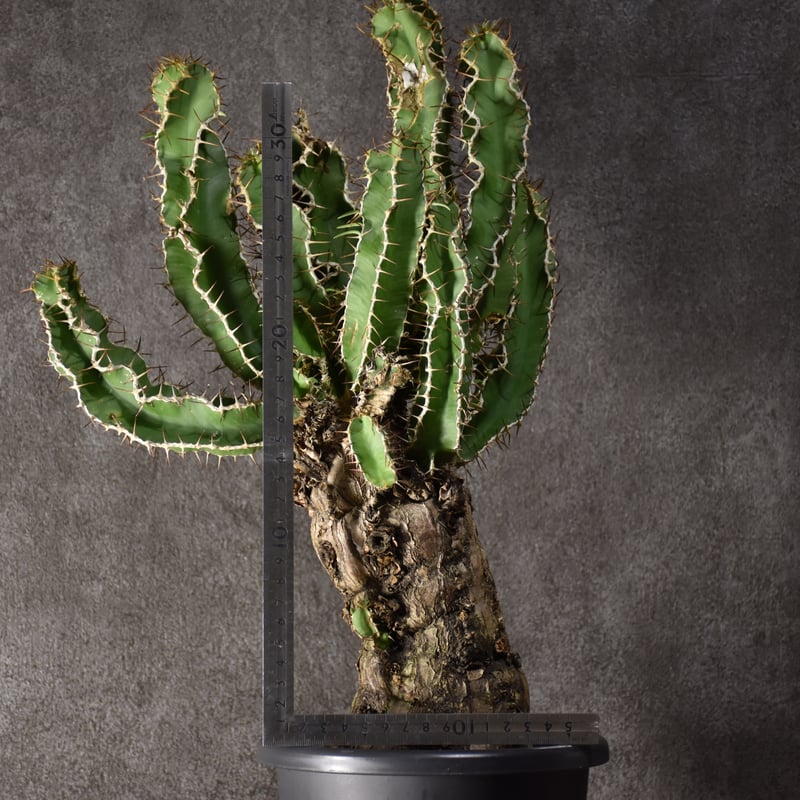 ムランジーナ　現地球発根済 発根済】Euphorbia mlanjeana ユーフォルビア ムランジーナ 現地