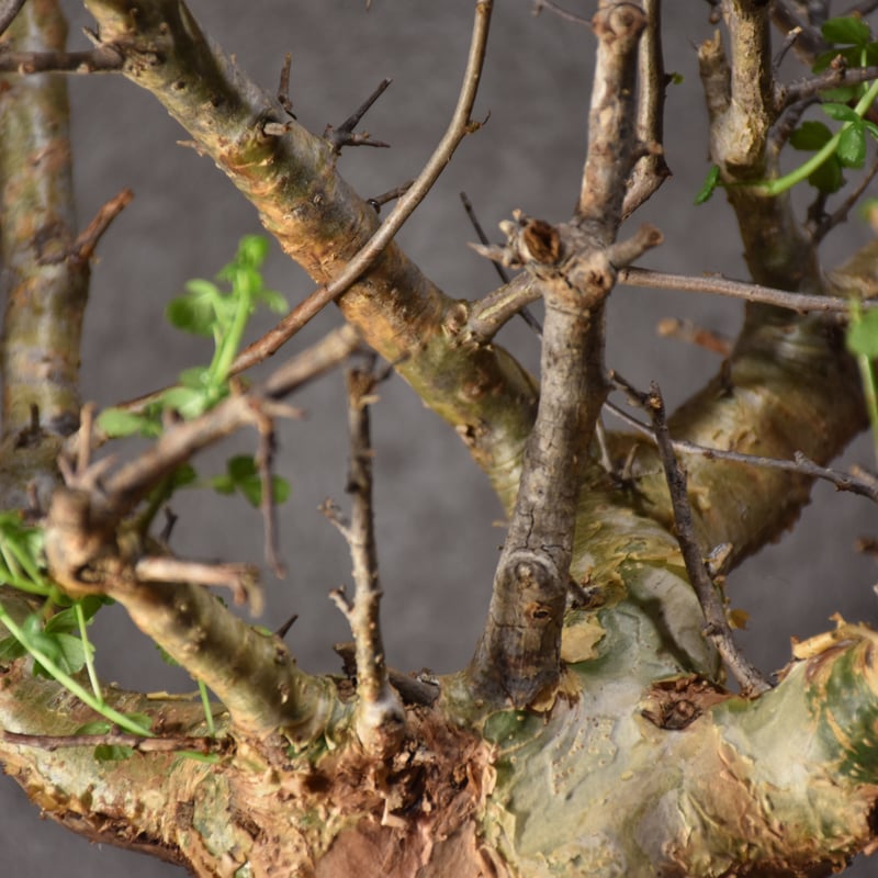 Commiphora cyclophira コミフォラ シクロフィラ 発根済現地株