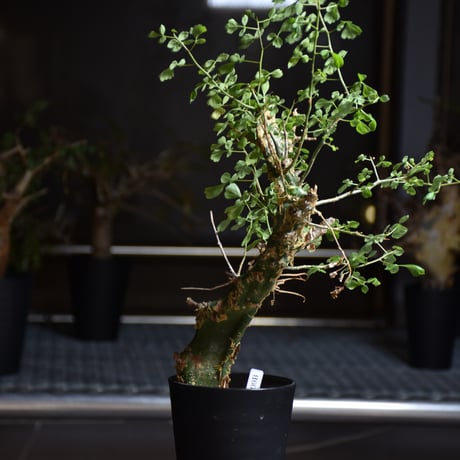 Commiphora campestris var. campestris コミフォラ カンペストリス 発根済現地株 B2