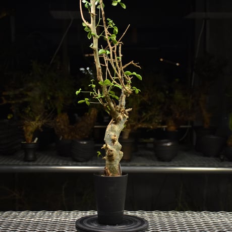 Commiphora holtziana コミフォラ ホルトジアナ 発根済現地株 H21