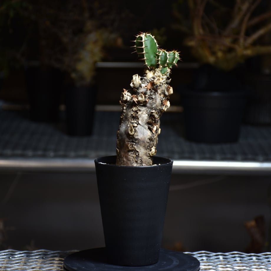 66d3114f9793941e835661b3
