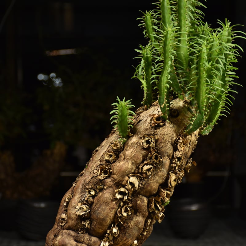 n*i様 ユーフォルビア ムランジーナ 現地球 丸株 輸入即出品 05EM ユーフォルビア ムランジーナ 【発根済み】HK2402407 (T