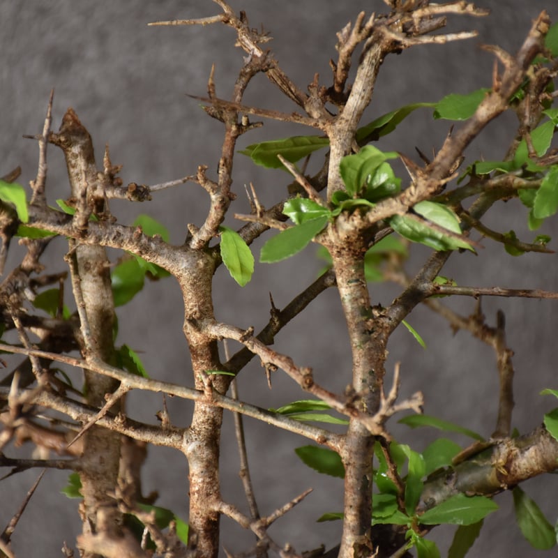 Commiphora habessinica コミフォラ ハベシニカ 発根済現地株 #1 |