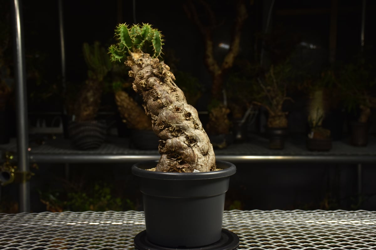 Euphorbia mlanjeana ユーフォルビア ムランジーナ 発根済現地株 I82 |