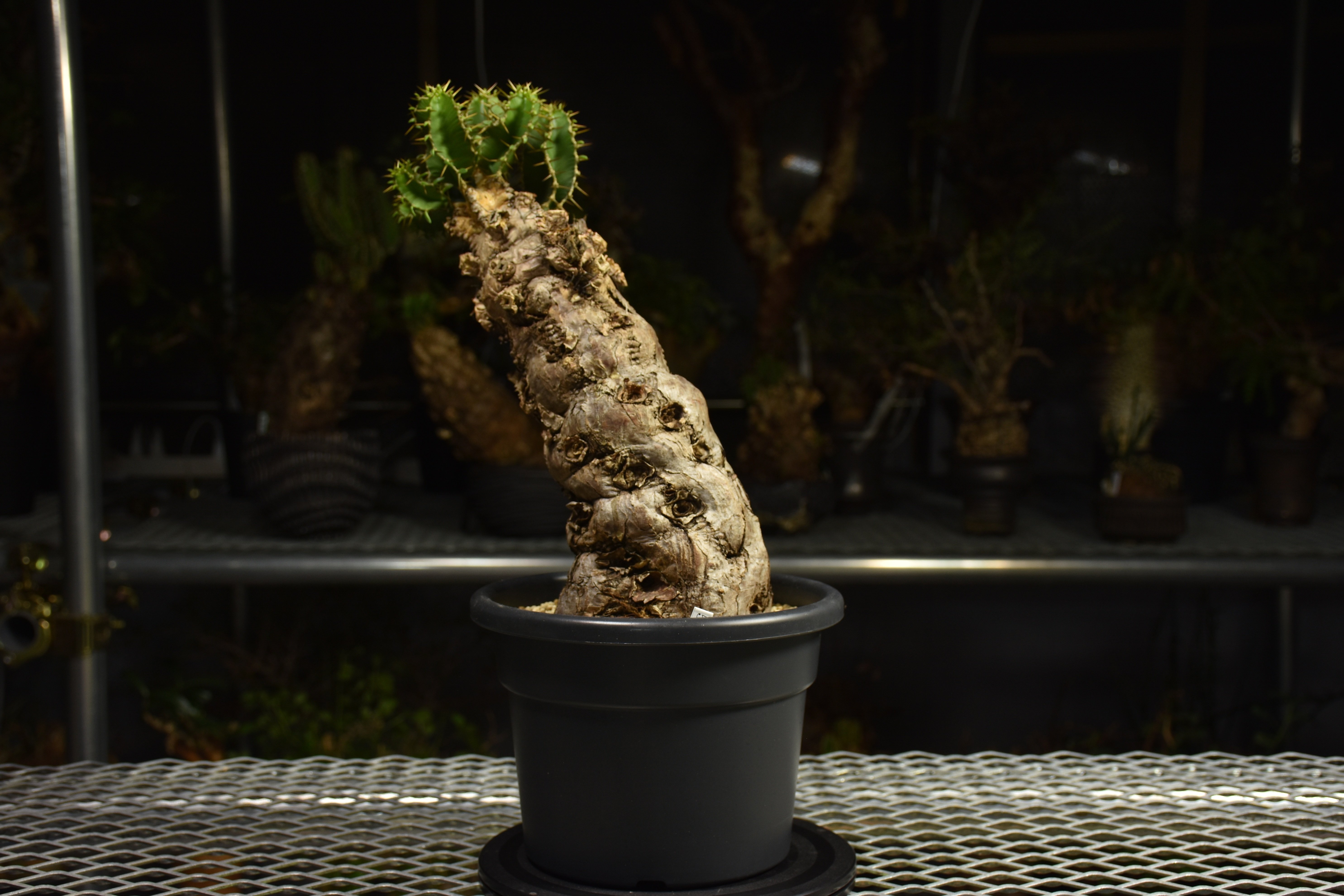 Euphorbia mlanjeana ユーフォルビア ムランジーナ 発根済現地株 I82 |