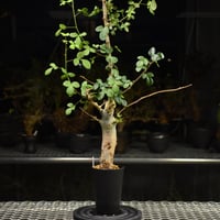 Euphorbia mlanjeana ユーフォルビア ムランジーナ 発根済現地株 I46 |