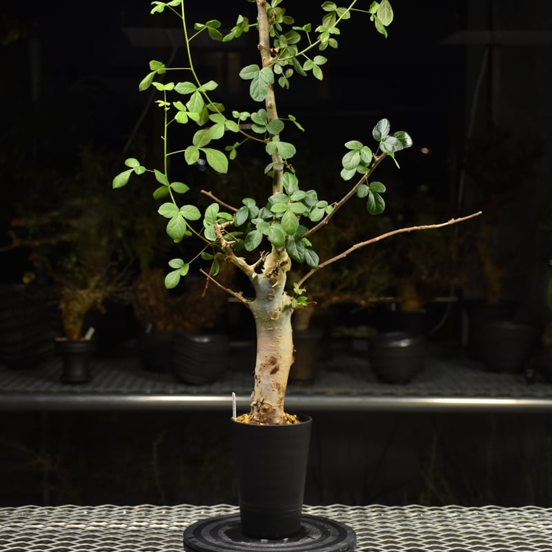 コミフォラ　ホルトジアナ　発根済み Commiphora holtziana コミフォラ ホルトジアナ 発根済現地株