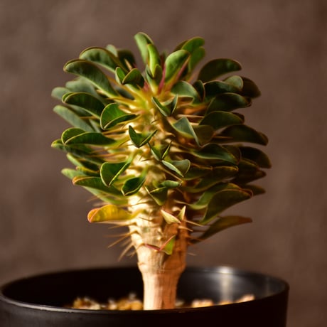 Euphorbia guillauminiana　ユーフォルビア　ギラウミニアナ　実生株 #3