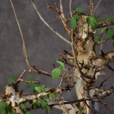 Commiphora holtziana　コミフォラ ホルトジアナ　発根済現地株　#2