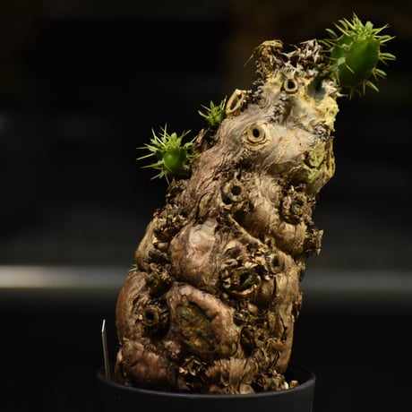 Euphorbia mlanjeana　ユーフォルビア ムランジーナ 発根済現地株 I37