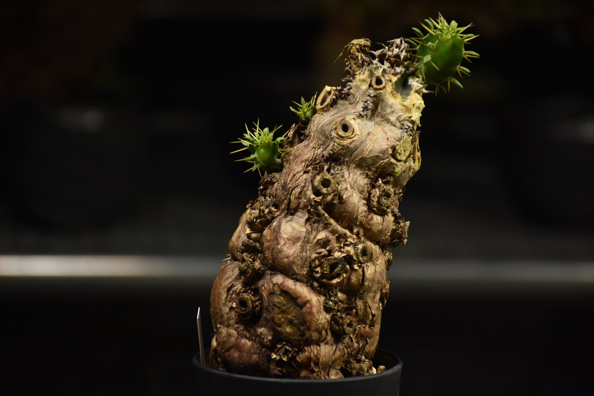 ユーフォルビア　ムランジーナ Euphorbia mlanjeana ユーフォルビア ムランジーナ 発根済現地株 I37 |