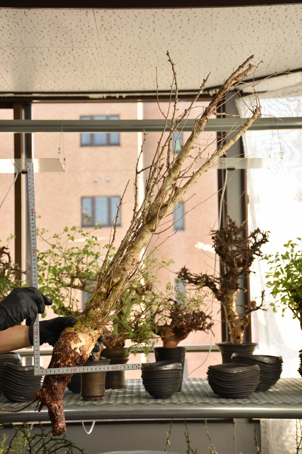 Commiphora humbertii コミフォラ フンベルティ ベアルート株