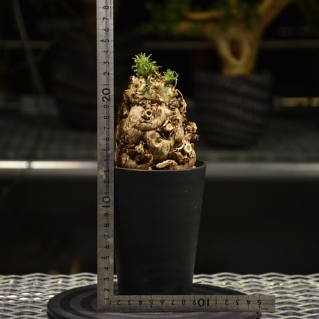 Euphorbia mlanjeana　ユーフォルビア ムランジーナ 発根済現地株 E63