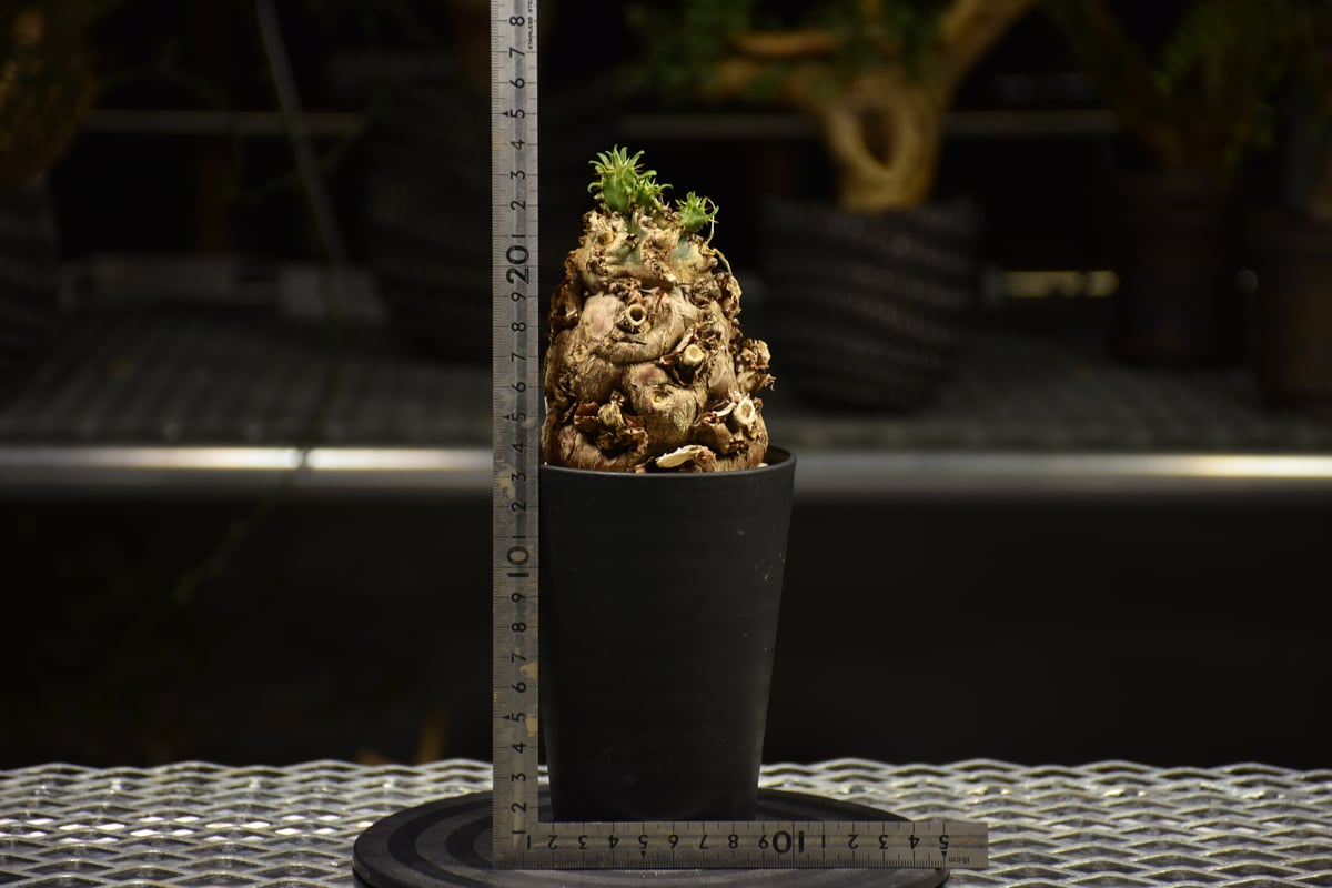 Euphorbia mlanjeana ユーフォルビア ムランジーナ 発根済現地株 E63 |