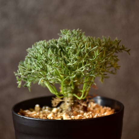 Monsonia multifida　モンソニア ムルチフィダ　実生株　#1