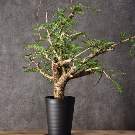 Boswellia neglecta　ボスウェリア ネグレクタ　発根済現地株　#5