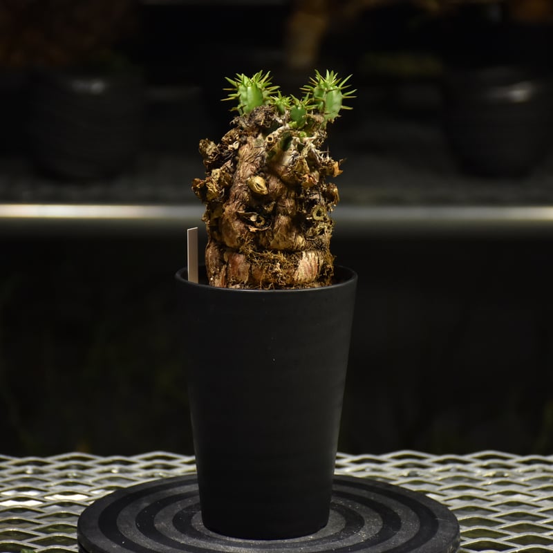 シ*ド様 ユーフォルビア ムランジーナ 現地球 葉有り 輸入即出品 09EM