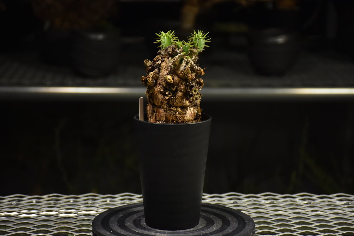 Euphorbia mlanjeana ユーフォルビア ムランジーナ 発根済現地株 I34 |