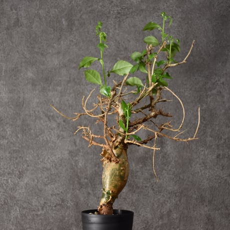 Commiphora habessinica コミフォラ ハベシニカ 発根済現地株 #4