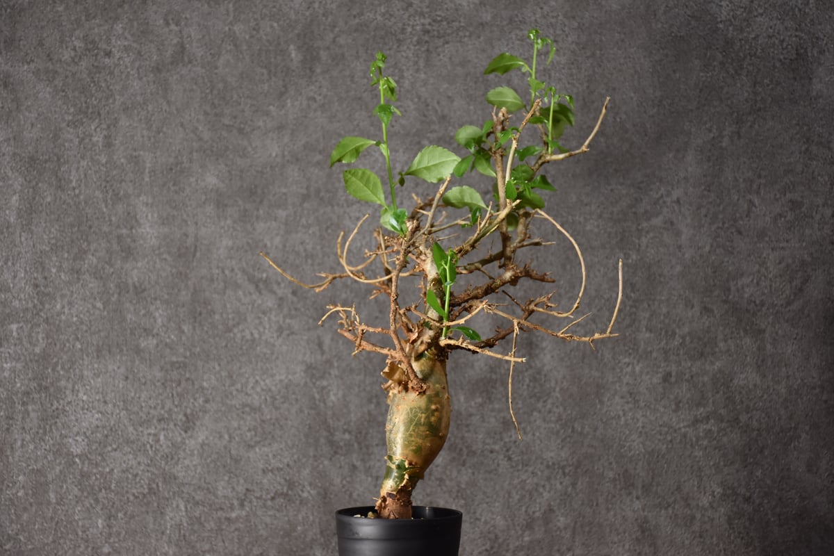 コミフォラ　ハベシニカ　奇形　変態株　現地球　発根済み コミフォラ ハベシニカ 奇形 変態株 現地球 発根済み packypodium