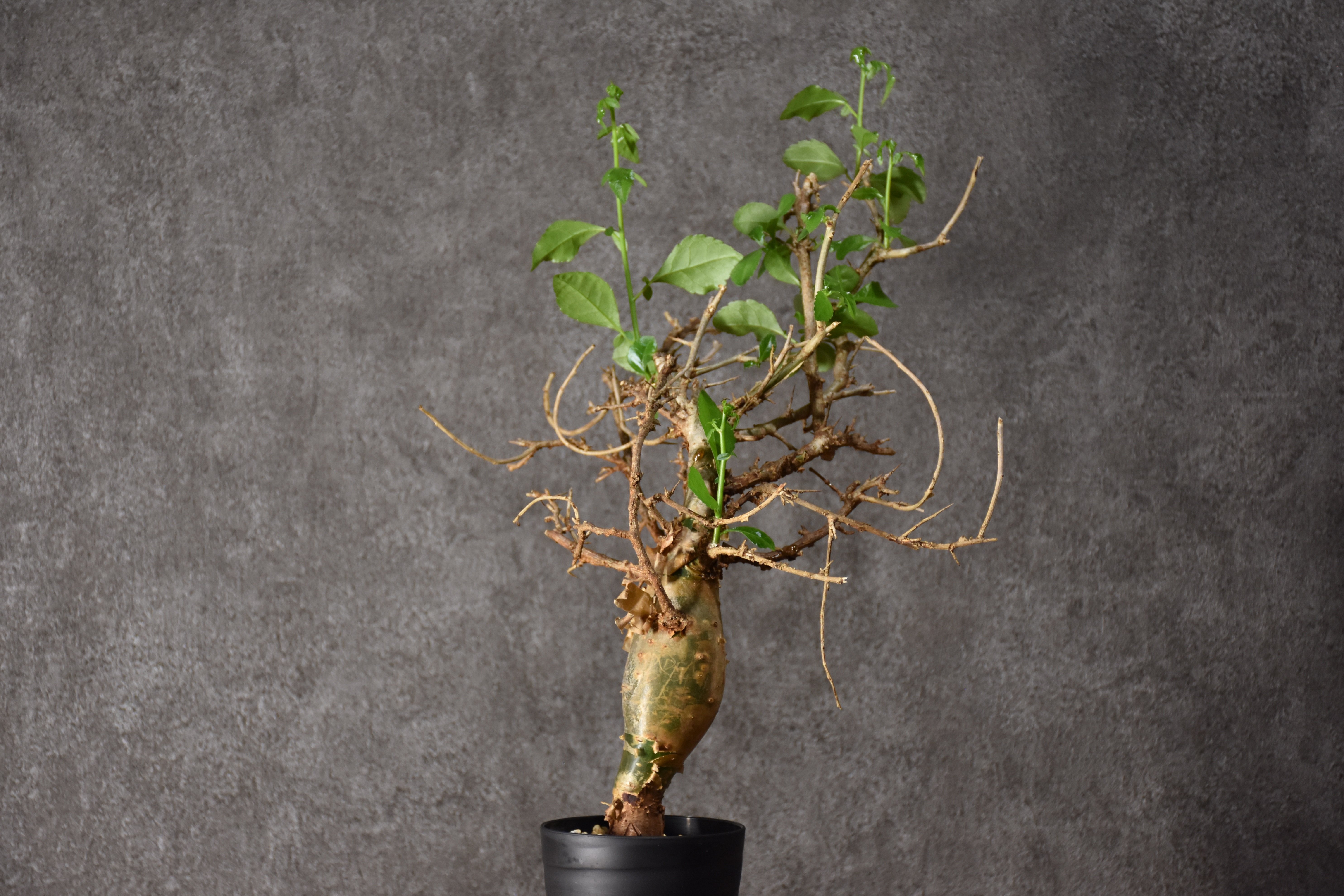 Commiphora habessinica コミフォラ ハベシニカ 発根済現地株 #4 |