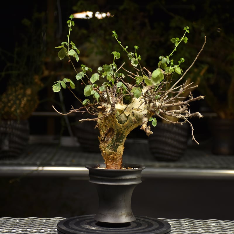 発根済　コミフォラ　サクシコラ Commiphora saxicola コミフォラ サクシコラ 発根済現地株 C10