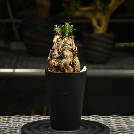 Euphorbia mlanjeana　ユーフォルビア ムランジーナ 発根済現地株 E62