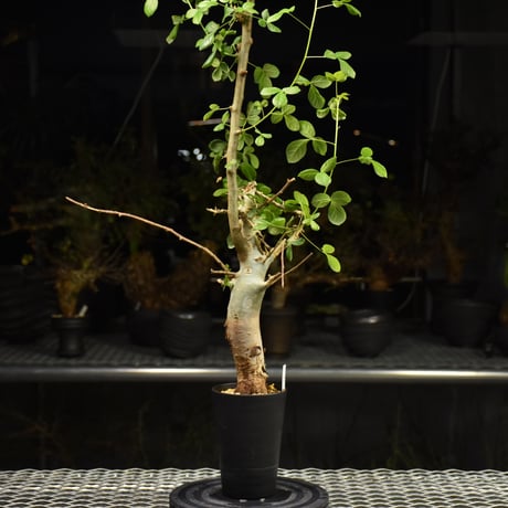 Commiphora holtziana コミフォラ ホルトジアナ 発根済現地株 H25