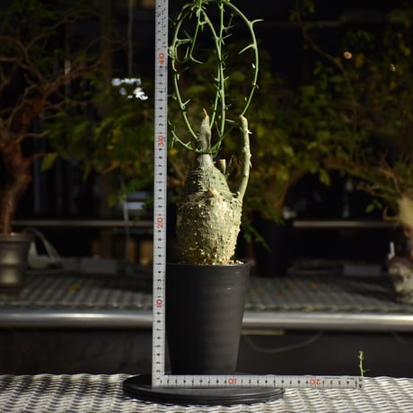Adenia grobosa アデニア グロボーサ 発根済現地株 D23