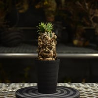 Euphorbia mlanjeana ユーフォルビア ムランジーナ 発根済現地株 I44 |