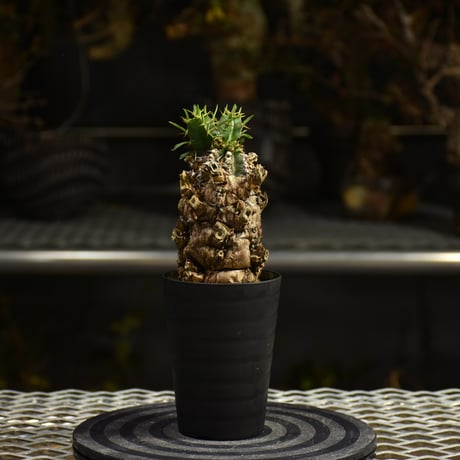 ユーフォルビアムランジーナ | STORES