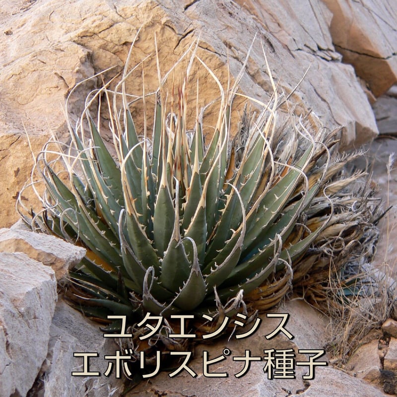 アガベ ユタエンシス エボリスピナ 10 - 植物/観葉植物