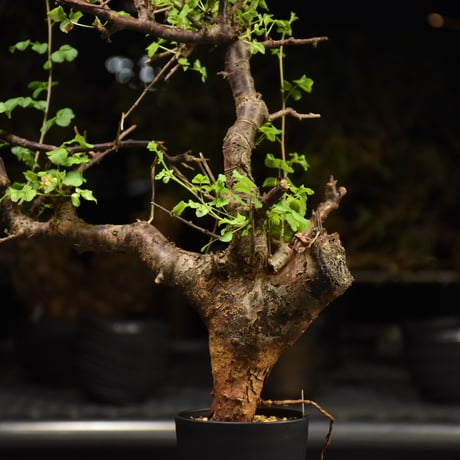 Commiphora Boranensis　コミフォラ ボラネンシス　発根済現地株 F26