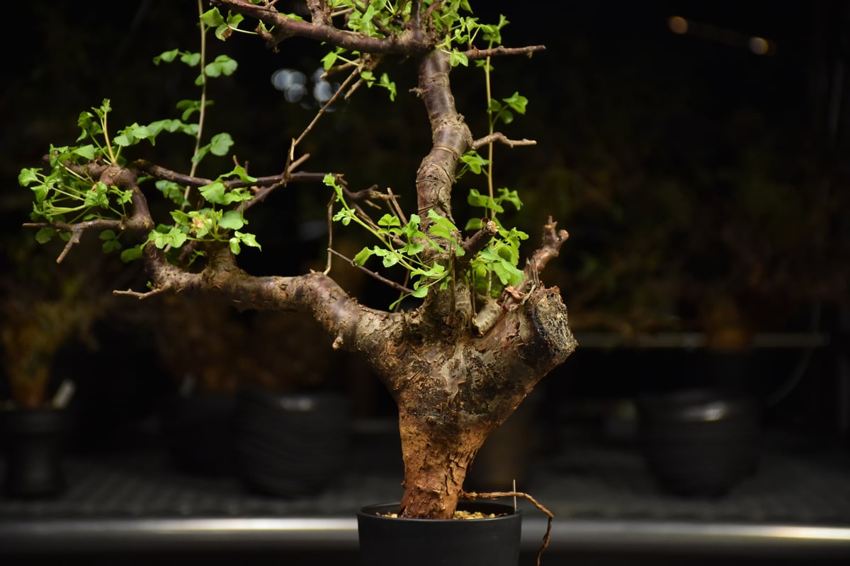 Commiphora Boranensis コミフォラ ボラネンシス 発根済現地株 F26 |
