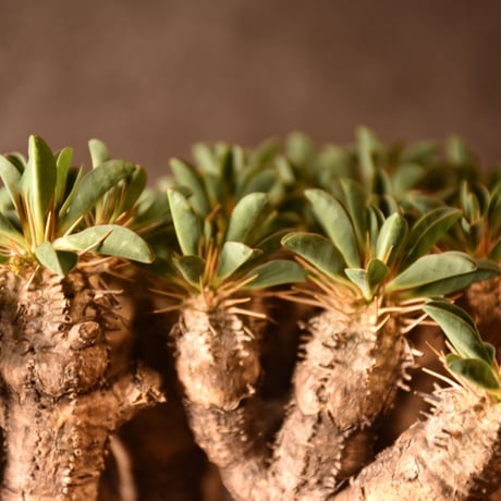 Euphorbia guillauminiana　ユーフォルビア ギラウミニアナ　発根済現地株 #4