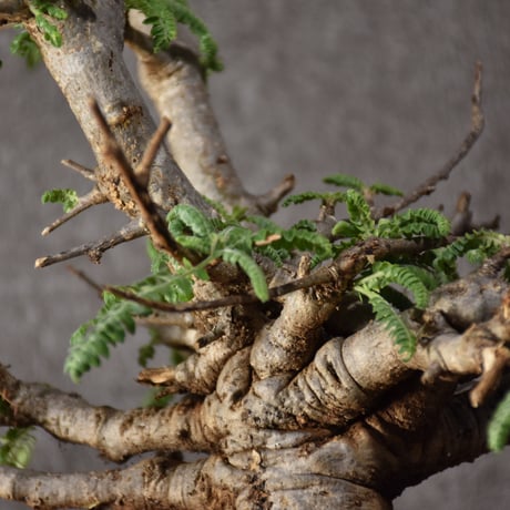 Boswellia neglecta　ボスウェリア ネグレクタ　発根済現地株　#11