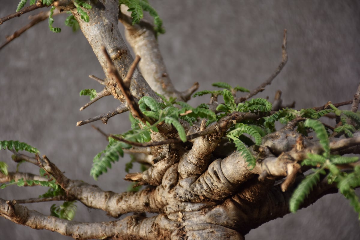 Boswellia neglecta ボスウェリア ネグレクタ 発根済現地株 #11 Boswellia neglecta ボスウェリア ネグレクタ 発根済現地株 #11