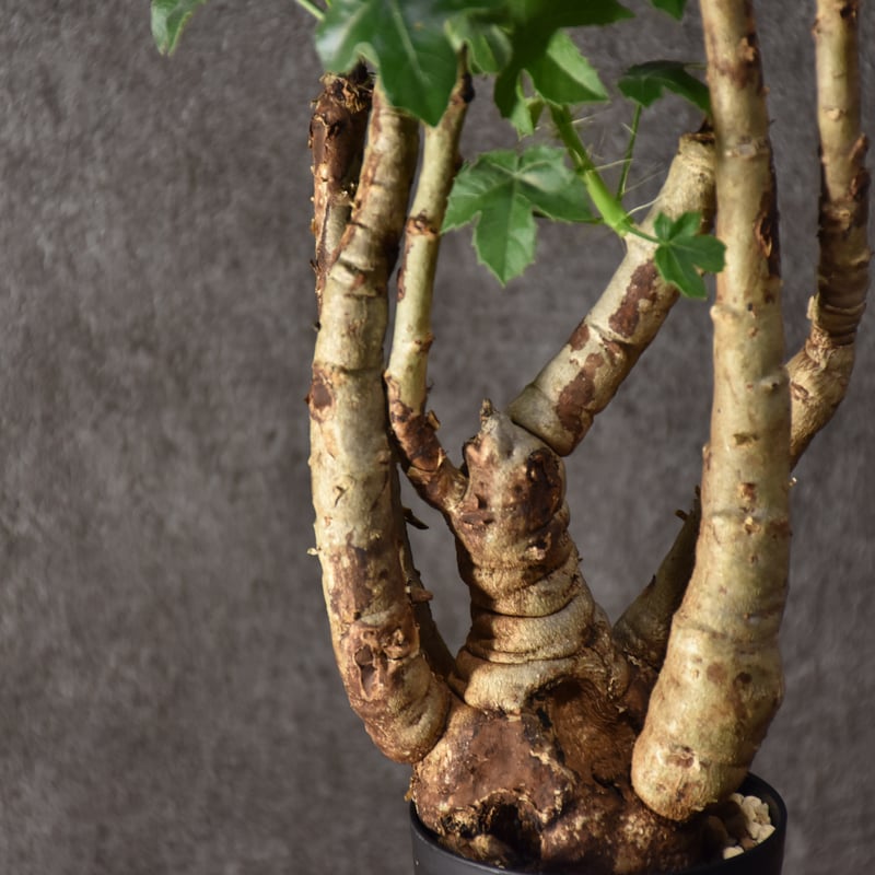 Jatropha spicata ヤトロファ スピカータ 発根済現地株 #10 | BONDEX