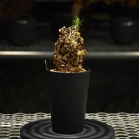 Euphorbia mlanjeana ユーフォルビア ムランジーナ 発根済現地株 I32 |