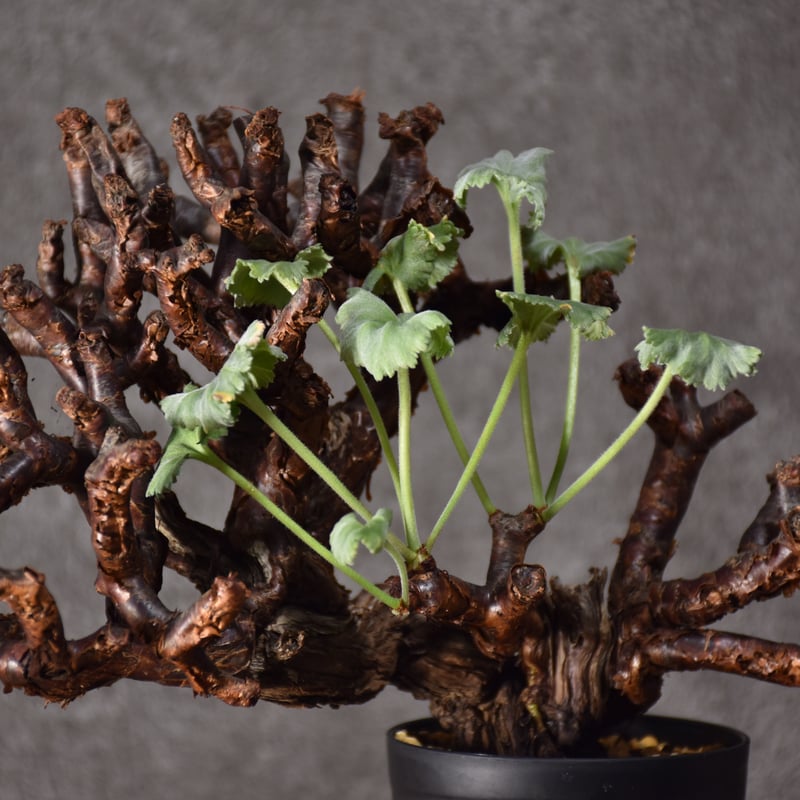 Pelargonium mirabile ペラルゴニウム ミラビレ 発根済現地株 #2 Pelargonium mirabile ペラルゴニウム ミラビレ 発根済現地株 #2